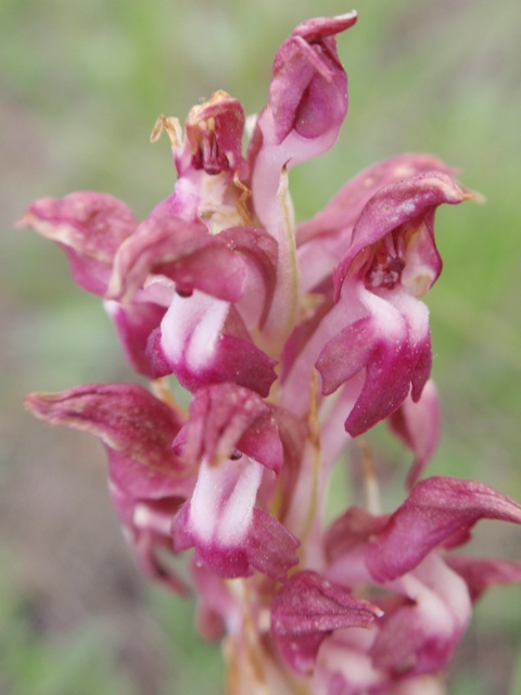 A. coriophora fragrans plicata 9.JPG