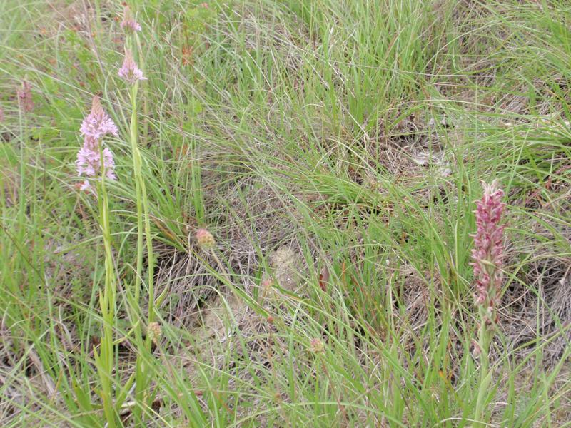 A. pyramidalis - A. coriophora fragrans 2.JPG
