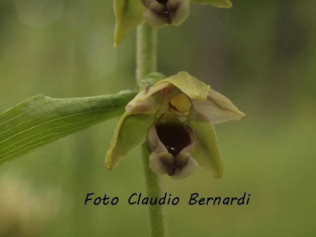 epipactis helleborine.jpg