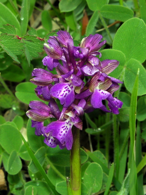 Moliterno maggio 2012-11.jpg