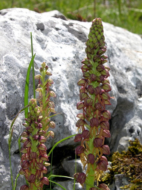 Moliterno maggio 2012-12.jpg