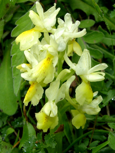 Moliterno maggio 2012-13.jpg