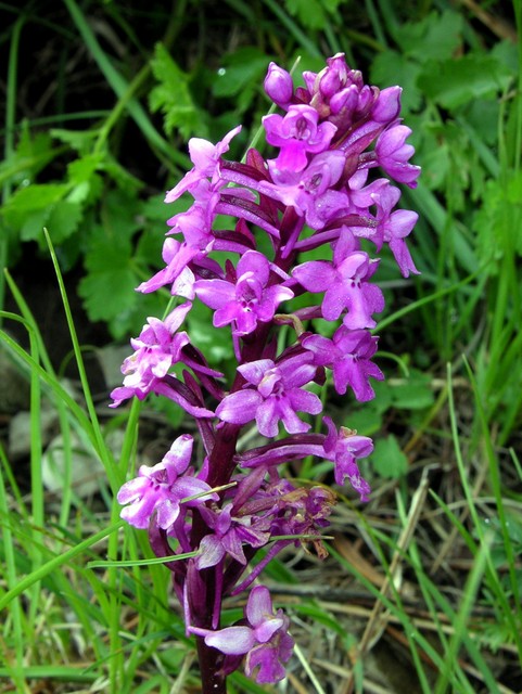 Moliterno maggio 2012-14.jpg