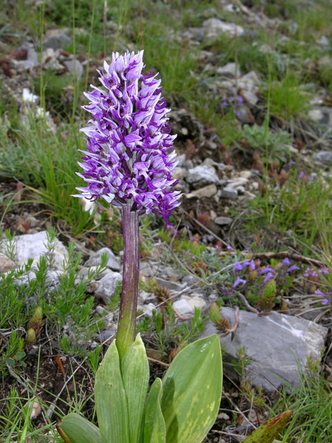 Moliterno maggio 2012-15.jpg