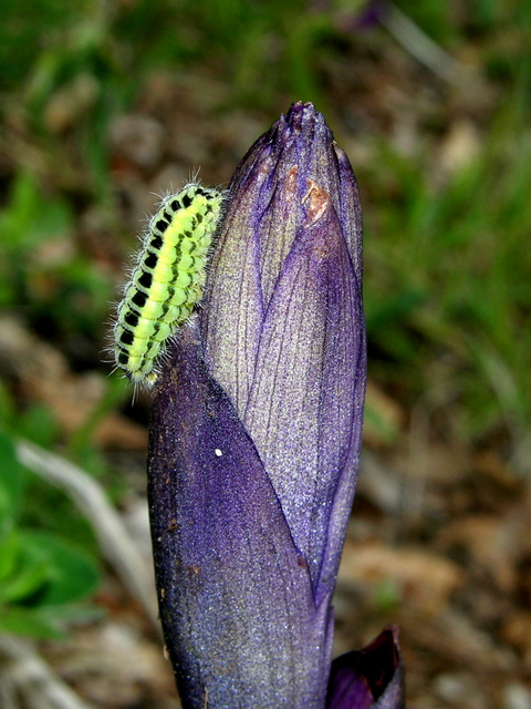 Moliterno maggio 2012-16.jpg