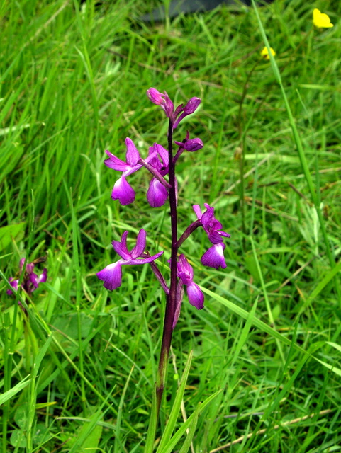 Moliterno maggio 2012-17.jpg