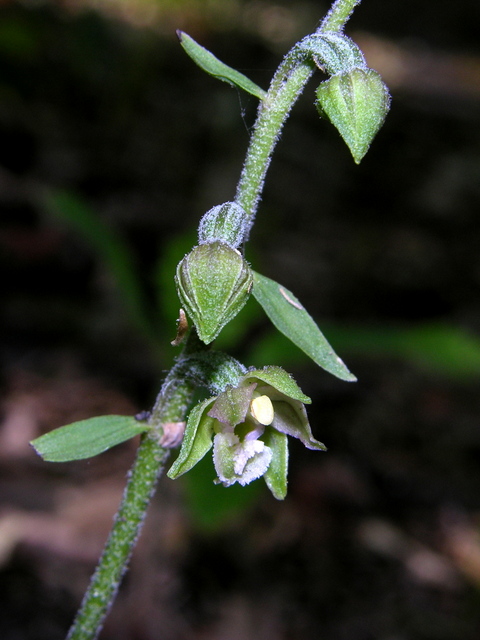 Moliterno maggio 2012-18.jpg
