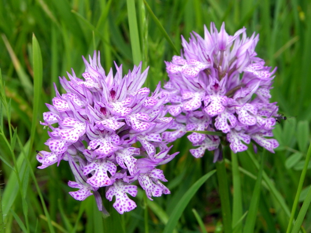 Moliterno maggio 2012-20.jpg