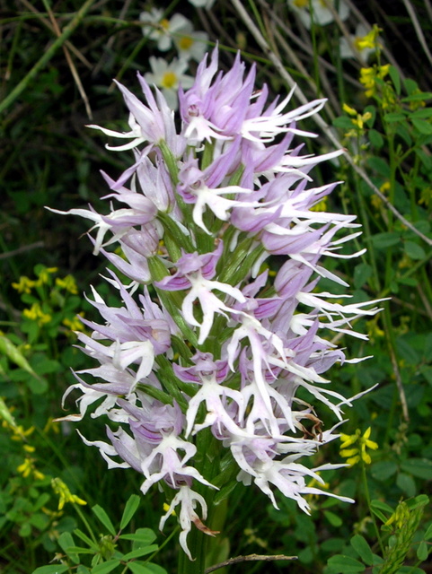 Moliterno maggio 2012-21.jpg