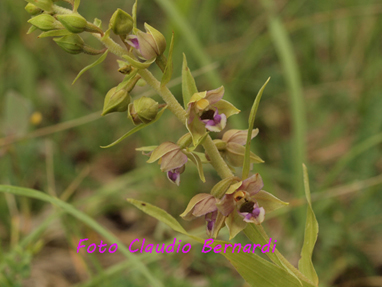 epipactis helleborine2.jpg