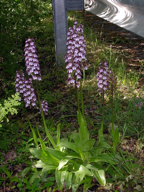 Moliterno maggio 2012-22.jpg