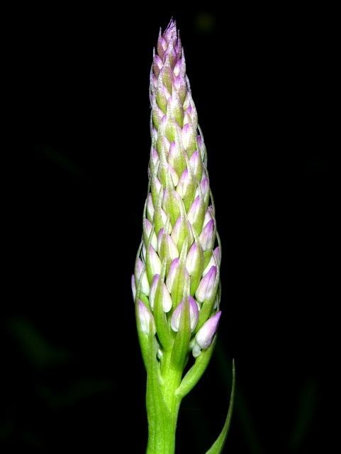Moliterno maggio 2012-23.jpg