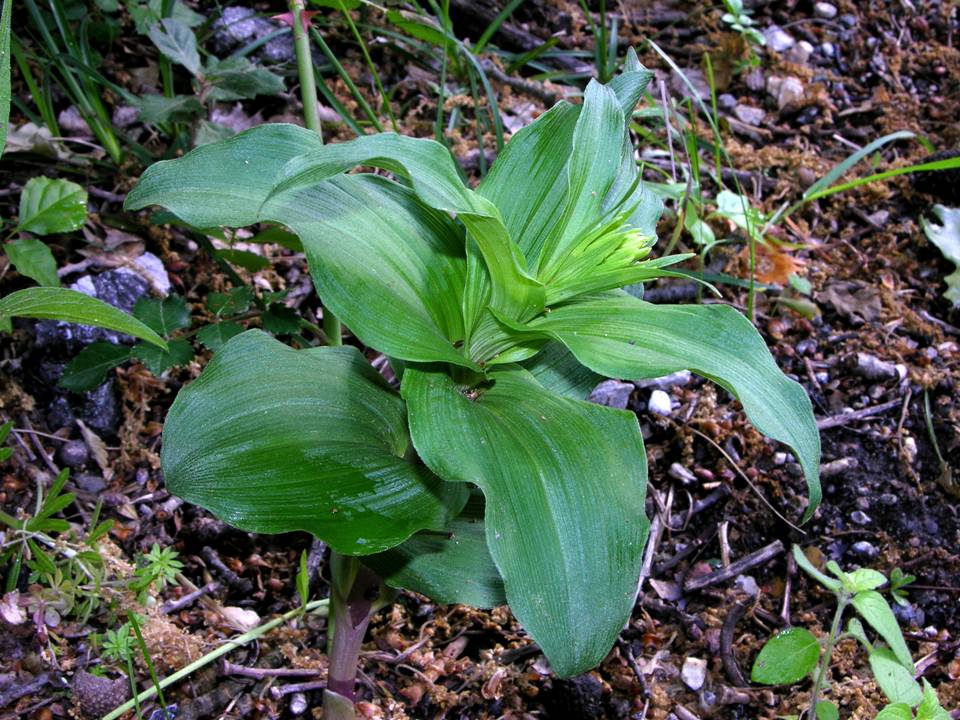 Moliterno maggio 2012-24.jpg
