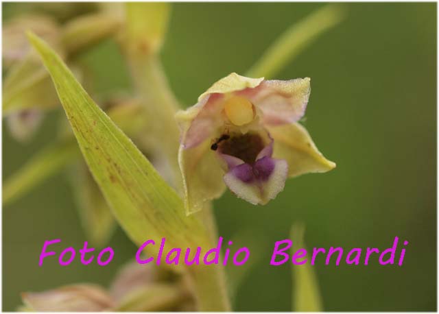 epipactis helleborine3.jpg