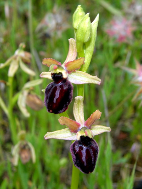 Moliterno Ophrys 2012.jpg