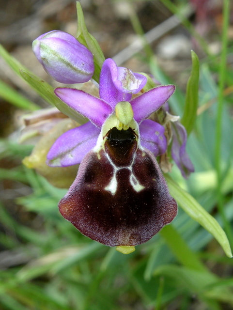 Moliterno Ophrys 2012 (2).jpg