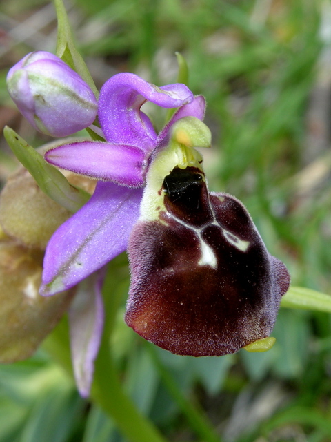Moliterno Ophrys 2012 (3).jpg
