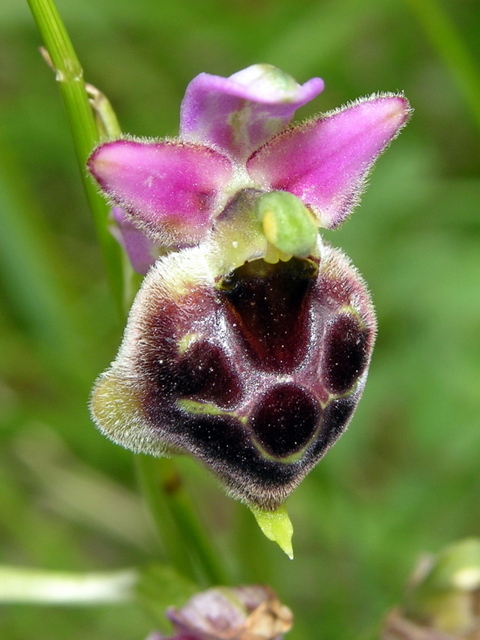 Moliterno Ophrys 2012 (6).jpg