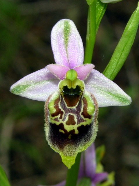 Moliterno Ophrys 2012 (9).jpg