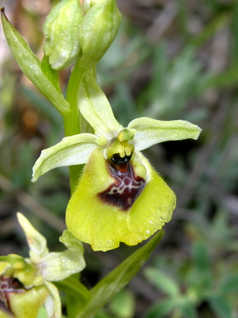 Moliterno Ophrys 2012 (10).jpg