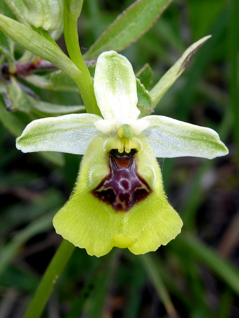 Moliterno Ophrys 2012 (11).jpg