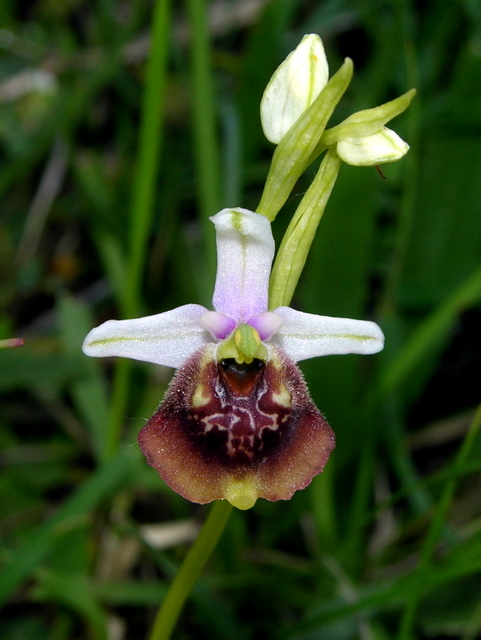 Moliterno Ophrys 2012 (12).jpg