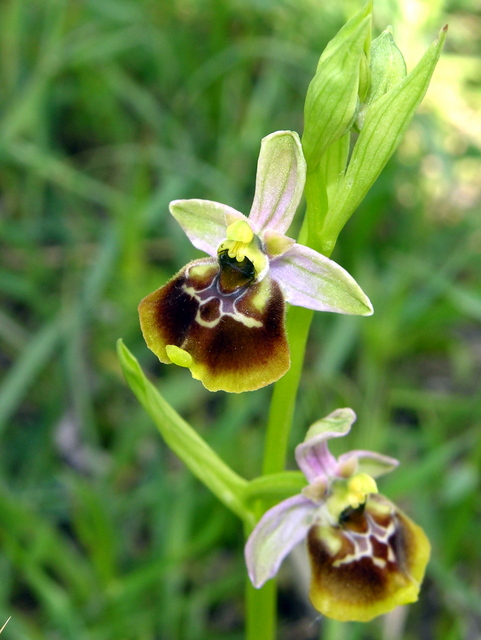 Moliterno Ophrys 2012 (13).jpg