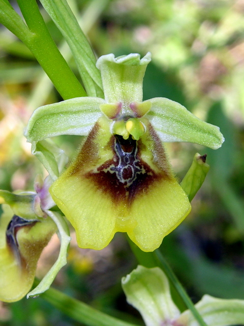 Moliterno Ophrys 2012 (14).jpg