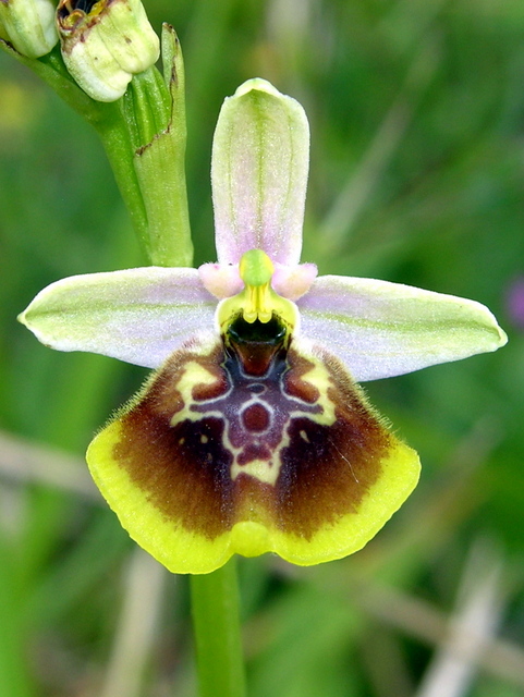 Moliterno Ophrys 2012 (15).jpg