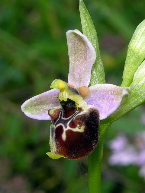 Moliterno Ophrys 2012 (17).jpg