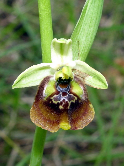 Moliterno Ophrys 2012 (19).jpg