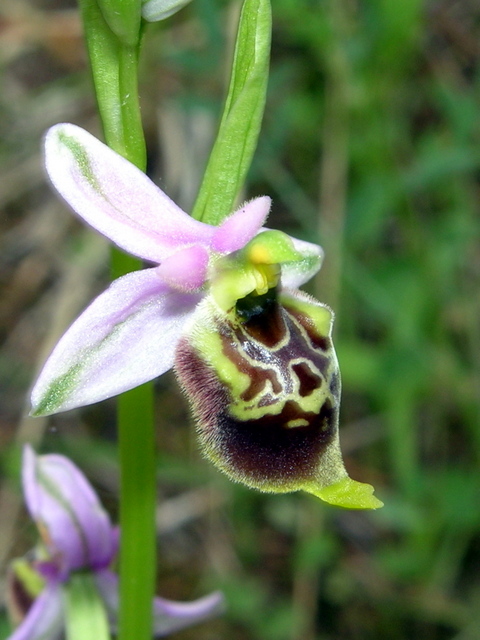 Moliterno Ophrys 2012 (20).jpg