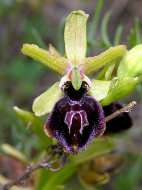 Moliterno Ophrys 2012 (21).jpg