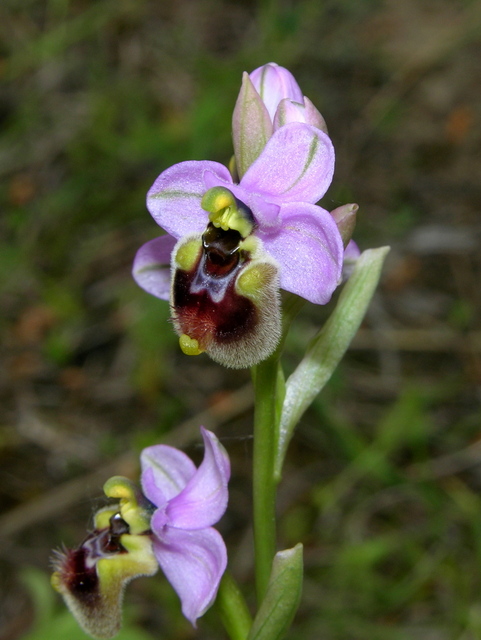 Moliterno Ophrys 2012 (22).jpg