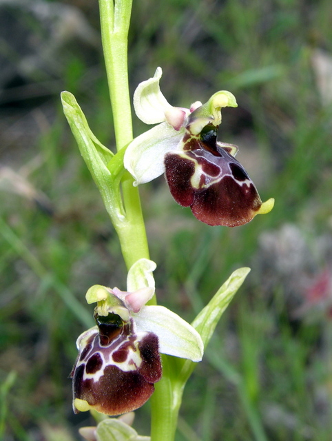 Moliterno Ophrys 2012 (25).jpg