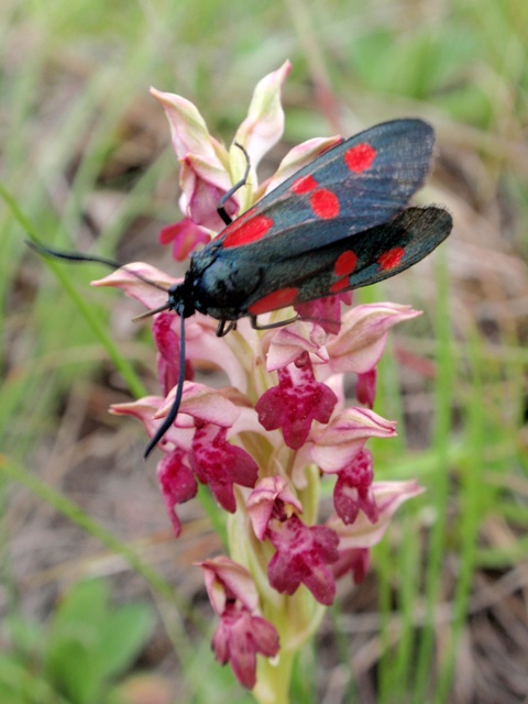 Z. trifolii 1.JPG