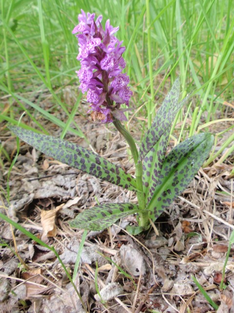 Dactylorhiza sp.1.JPG