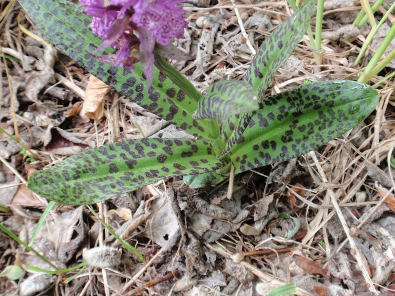 Dactylorhiza sp.2.JPG