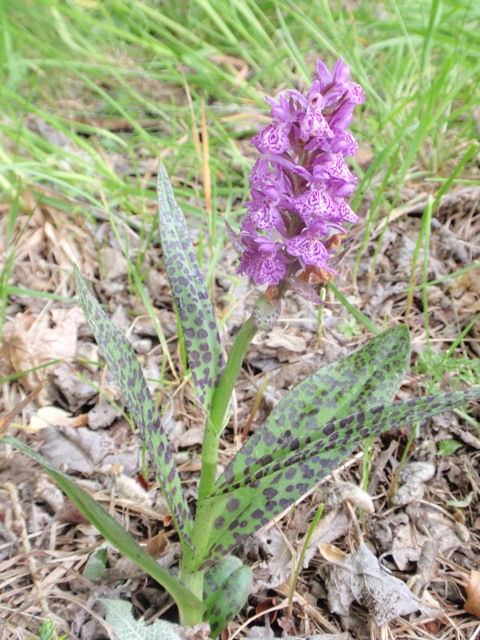 Dactylorhiza sp.3.JPG