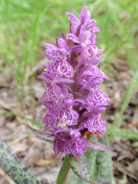 Dactylorhiza sp.4.JPG