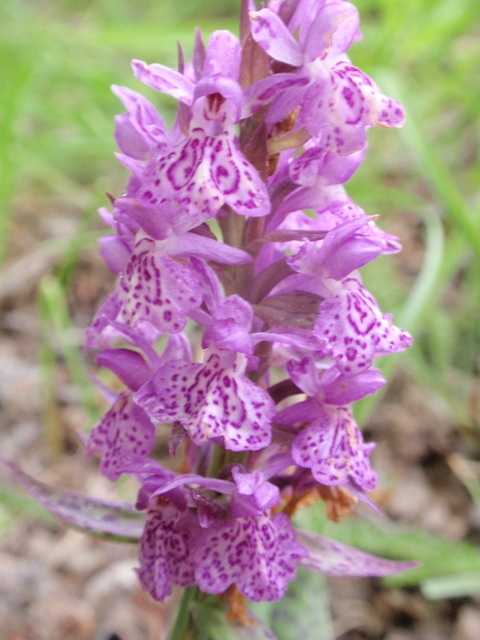 Dactylorhiza sp.5.JPG