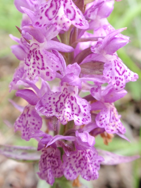 Dactylorhiza sp.6.JPG
