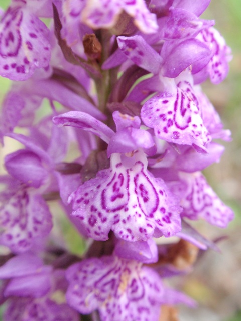 Dactylorhiza sp.7.JPG