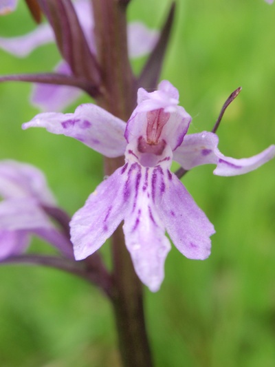 D.fuchsii1.JPG