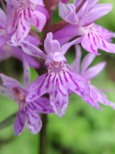 D.fuchsii2.JPG