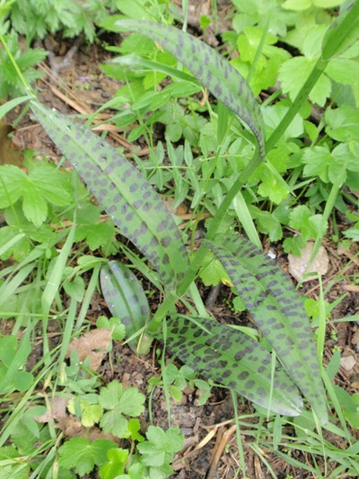 D.fuchsii3.JPG