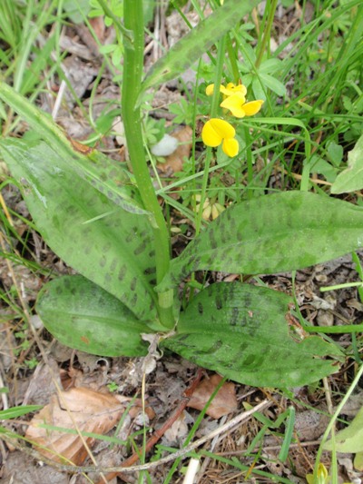 D.fuchsii4.JPG