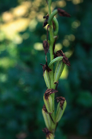 Himantoglossum2.jpg