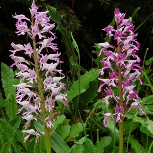Orchis militaris 6156 - Copia.JPG