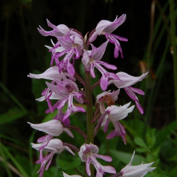 Orchis militaris 6159 - Copia.JPG